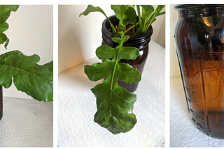 How to Grow Arugula in a Jar With the Power of Hydroponics