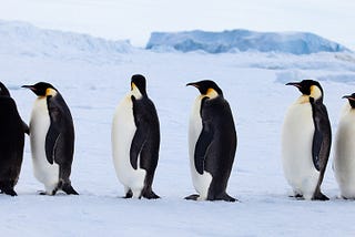 Confused penguins wondering where their component has gone.