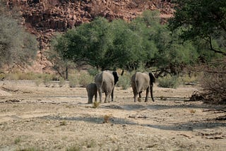 The Day We Drove Into a Herd of Rare Desert Elephants