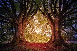 Exploring the Differences: BFS Algorithm vs DFS ALgorithm