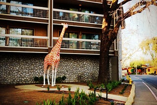 The Saapuloa Giraffe Family