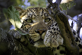 The best wildlife experiences on the planet; Africa, Asia & South America
