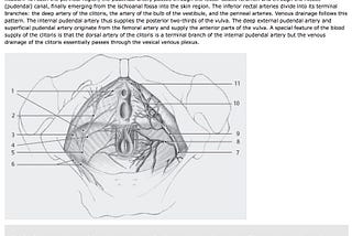 Thieme Atlas of Gynecologic Surgery