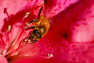 Image of a bee in a red flower.