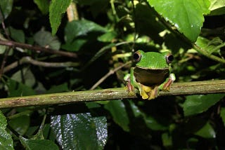 Do Alien Invasive Species Affect Frogs?