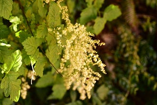 Oceanspray — unofficial shrub of the PNW