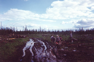 A group of five tree planters are walking along a muddy skid trail in a cut block They are facing away from us. The tree line is made of all spruce trees. The sky is blue.