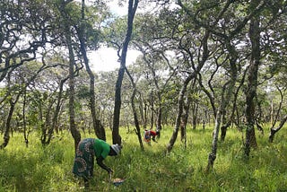 A Regenerated Forest Brings Benefits to All