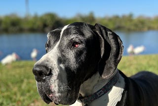 Can You Love Your Dog Too Much?