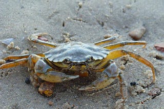 A crab on a beach