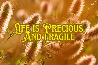 Life is Precious, and Fragile.