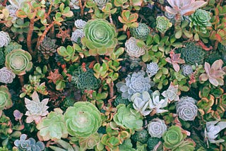 A rich variety of plants with differently coloured, thick leaves. They are closely packed and vibrant.
