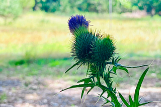 Thistles are visceral.