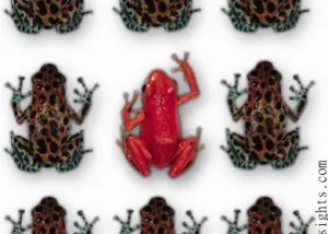 Can You Spot The Duplicate Content in theses Duplicate Frogs?