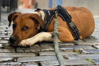 Advice for New Puppy People