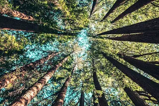 Is Your Company Focused on Growth or Great?