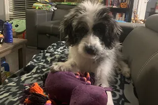 Getting A Puppy Made Me Realize I Didn’t Want Another Baby