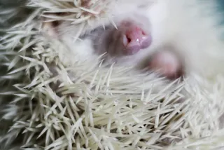 What I Learned From Owning A Hedgehog