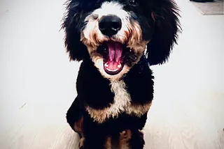 My Bernedoodle, Gucci