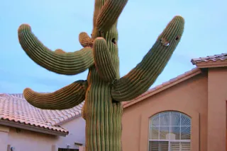 Top 10 Reasons to Love Phoenix