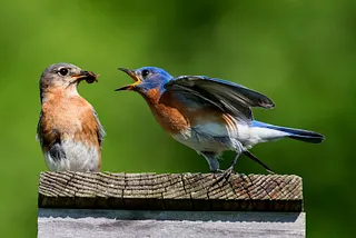 Twitter’s Going To Start Taking Down Videos. What Could Go Wrong?