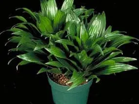 Why I care for two Dracaena Compactas