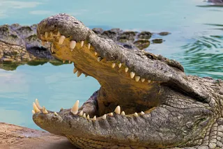 big-crocodile-lake — Un Swede