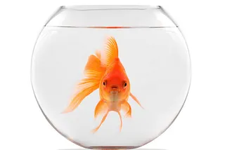 How Big Is Your Goldfish Bowl?