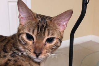 Cleopatra Bengal photo by Drew Spangler