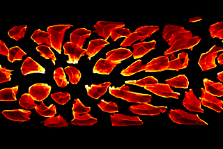 Untangling Biology with Microscopes and Algorithms