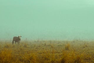 Photo of a cow standing in a paddock in the morning fog