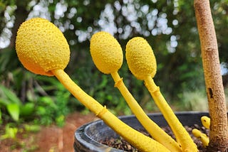 Three brilliant yellow toadstools growing from a single spot in a plant pot, wth a couple of smaller ones popping up behind a plant stem. The toadstools have yet to open fully. They are covered in flakes.