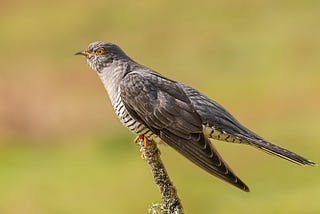 Grey cuckoo with striped breast, yellow bill, eye ring and feet. The bird is perched on a lichen-covered twig and is facing left. It looks as though it is about to take off.