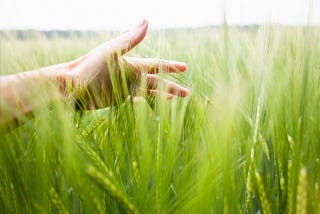 What ‘Do Nothing’ Farming Can Teach Us About Living a Good Life