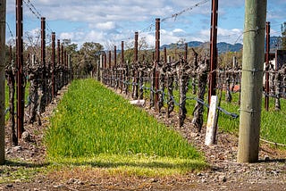 Vineyard vines at a Napa winery