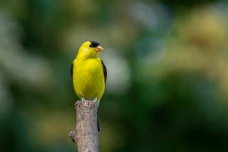 Photo of an American goldfinch in a garden.