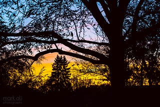 A sunset, with trees silhouetted in the foreground