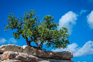 A tree grows from seemingly solid rock near the top of a canyon.