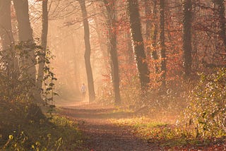 Autumn run in the woods