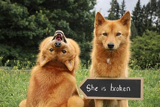 Kiko the Finnish Spitz dog poses for a photo backwards and upside-down while her disapproving sister looks on.