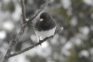 A dark-eyed junco (bird) with gray head, white belly, and pink beak perches on a branch in winter.