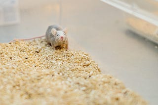 What Lonely Humans Can Learn From Lonely Mice