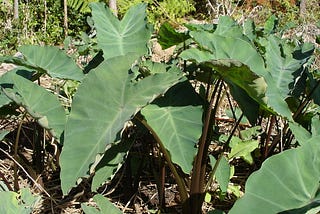 What happens if kidney patients eat Taro leaves?