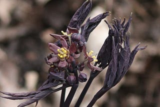 Early Blue Cohosh