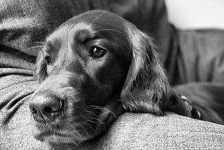 This is a black and white photo of an Irish Setter resting his head on the thigh of his owner.