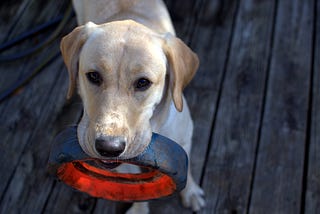 A yellow Lab holding a chew toy in its mouth as it stands on a wooden deck.