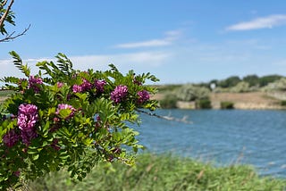 magenta flowers on a side of a river channel in a sunny day and blue sky