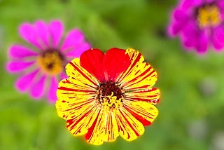 Closeup of a yellow flower with red striations and showing the top middle part of the flower with a cherry-red splotch that appears shaped as a heart, flanked by an out of focus couple of purply-pink flowers and bright green grass background