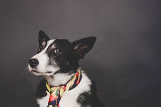 A ‘Failed’ Sheepdog’s Beautiful Recovery From Trauma