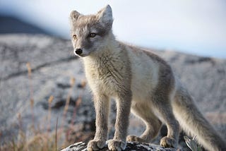 Why One Arctic Fox Took the Longest Migration in the Species’ History